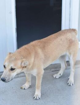 Junghündin GAELIA sucht erf.Zuhause - Neuberg