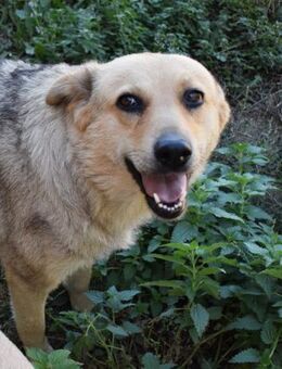 Liebevolle, treue Herdiemaus sucht - Berlin