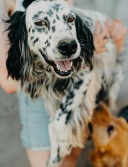 Toller Carlos - Stuttgart