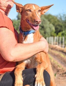 Vecna verdient ganz viel Liebe - Laatzen