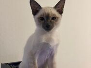 (Abgabe bereit) Außergewöhnlich schön: Siam-Mix Kitten mit Tigerzeichnung & weißen Pfötchenn - Berlin Spandau
