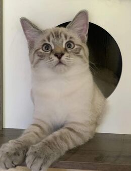 BKH Blue Point& Black Silber Tabby(Marmor) Whiskas Muster - Köln