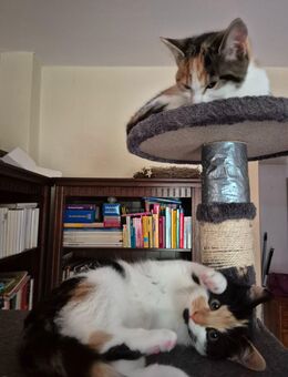 Katzen Kitten bei Koblenz in Kobern-Gondorf - Kobern-Gondorf