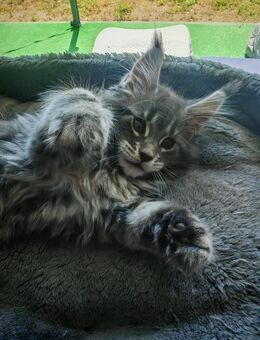 Maine Coon Kätzchen - Schwandorf