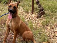 Nelly eine sportliche Malinoishündin - Bad Wünnenberg