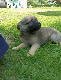 CHihuahua 2 Rüden Welpen Junghunde - Wusterhausen (Dosse)
