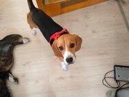 Beagle Welpe aus zeitlichen Gründen günstig zu verkaufen - Neustadt (Coburg)