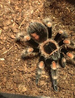 Brachybelma hamorii - Paderborn