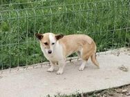 ❤️ Bella - so klein und so verloren ❤️ - Overath