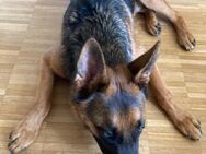 Schäferhund abgeben - Biel/Bienne