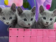 Kitten Russisch Blau - Reichartshausen