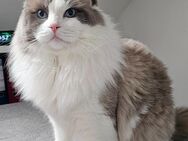 Ragdoll Deckkater - Mönchengladbach