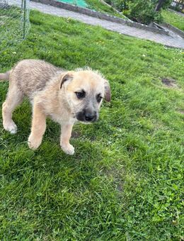Süße Schäferhund Mix welpin sucht noch ein schönes Zuhause - Genthin