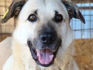 Rüde Jack sucht Zuhause - Neuhausen (Fildern)
