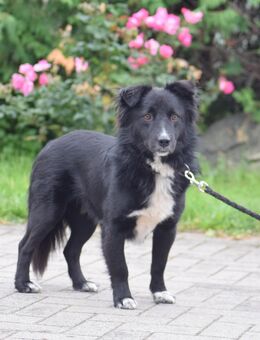 Keks sucht sein Zuhause , ca 40 cm groß - Angern