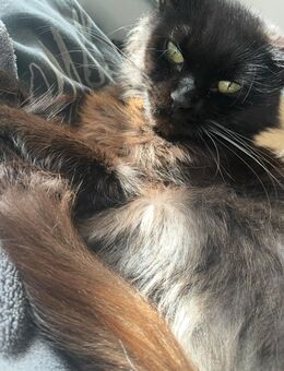 Maine Coon Katze - Wuppertal
