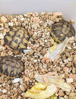 Griechische Landschildkrötenbabys - Testudo hermanni - abzugeben. - Bottrop