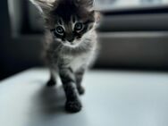 XXL Maine Coon Kitten | Hel - Reinrassige Maine Coon Kitten | RESERVIERT - Menden (Sauerland)