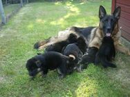 Deutsche Schäferhund Welpen aus Kör- und Leistungszucht - Diepholz