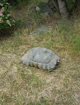 0,1 Breitrandschildkröten NZ 1995 - Wackersdorf