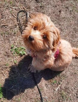 Maltipoo Welpe Hündin - Linkenheim-Hochstetten