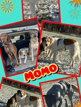 Rüde Momo auf PS in München - Nürnberg