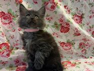 Maine Coon Kitten mit Stammbaum suchen neues zu Hause - Niederkassel