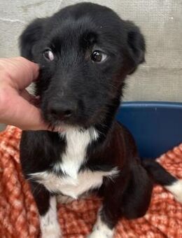 MAXWELL - kleiner verspielter Rüde - Velbert