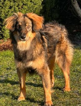 Elfi - sensible kleine Herzenhündin - Löwenberger Land