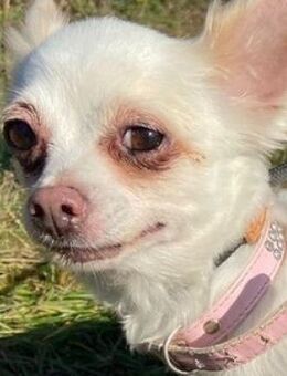 MINNIE kleines Hundemädchen - Hof