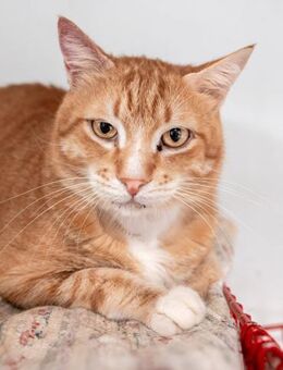 Kater Iris - als Einzelkatze - Bochum