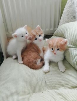 Zwei kleine katzenbabys -Jungs - Berlin Friedrichshain-Kreuzberg