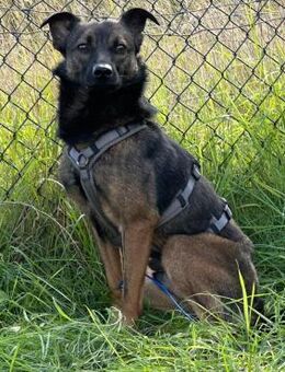 Ozzy kleiner Jungrüde - Rambin