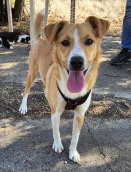 Süße Tilda sucht ihre Menschen - Kleinostheim