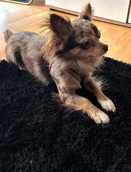Blue Merle Chihuahua - Werl