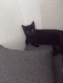 2 liebevolle Katzen 6 Monate alt ( ein Kater und eine Katze ) dringend abzugeben ( nur zusammen ) - Friedrichroda