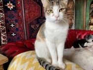 Twinky sucht ihre Familie - München