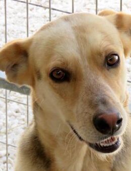 Brian -sucht erfahrene Menschen- - Oldenburg