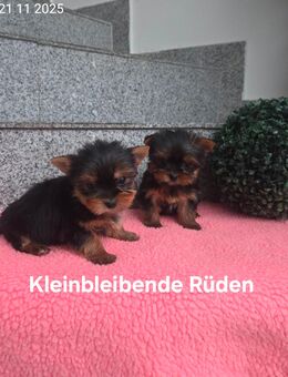 Yorkshire Terrier welpen/ Chip - Simbach