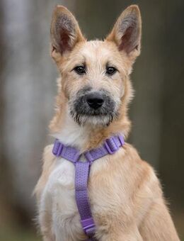 Freundlicher Fred sucht warmes Körbchen - Duisburg