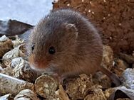 eurasische Zwergmaus Knirpsmaus tagaktiv männlich weiblich Mäuse Tierversand möglich - Neustadt (Sachsen)