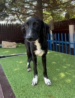 🐾 Liebe Minnie sucht Liebe❤️ - Eislingen (Fils)