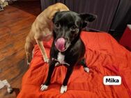 Mika (Mama)-schwarze Perle sucht Muschel - Neuried (Baden-Württemberg)