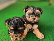 2 Yorkshire Terrier Welpen - Halle (Saale)