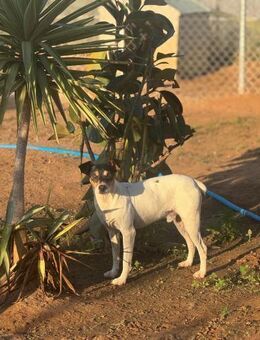 Faolan ist witzig, klug und aktiv - Tübingen