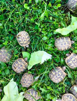 Griechische Landschildkröten - Fritzlar