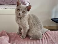 Reinrassige BKH Kitten ab sofort - Berlin