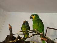 Papageien Pärchen braucht ein neues Zuhause - Grindel