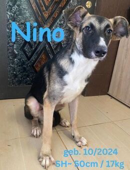 Nino - vom Himmel geschickt - Rinteln