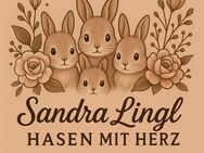 Zwergkaninchen Löwenköpfchen 🩷🩵 - Hahnbach